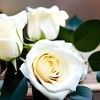 whiteroseboutiq